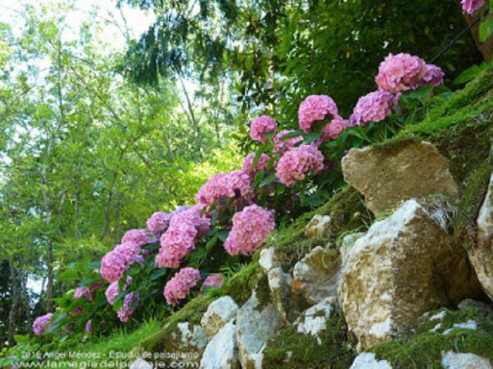 El Capricho de Gaudí, hortensias