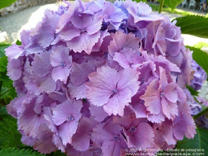 Hortensias Hortensias