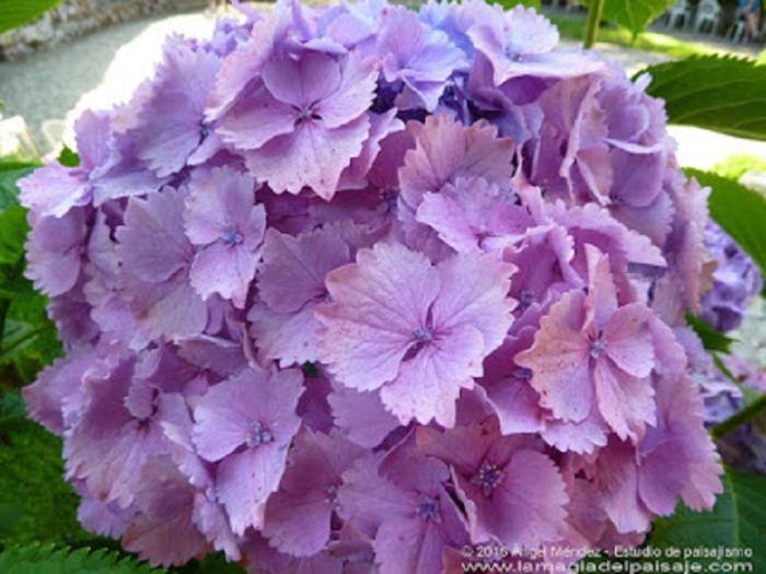 Hortensias