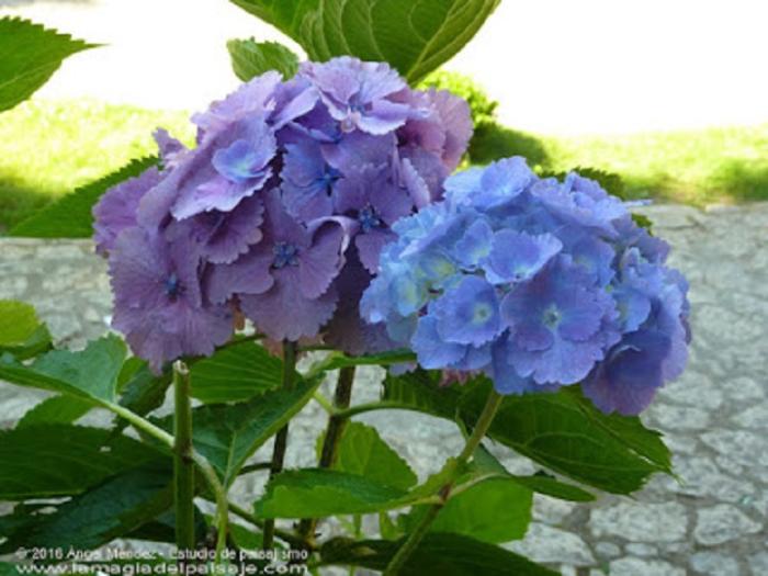 Hortensias