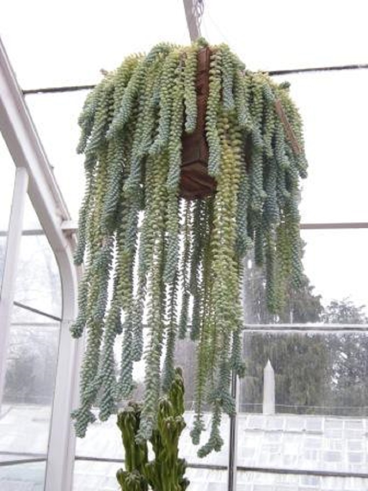 Aporocactus Aporocactus