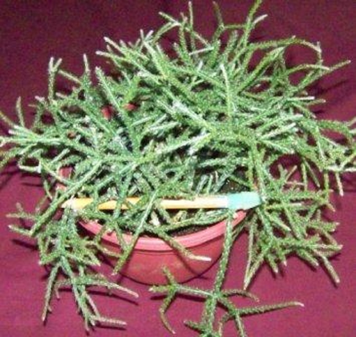 Rhipsalis Rhipsalis