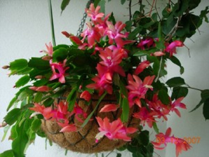 Schlumbergera Schlumbergera